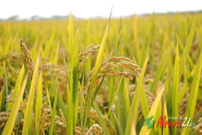 서산시, 2026년 벼 병해충 공동방제(약제) 지원